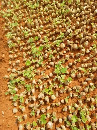 供应大厅  种子种苗  葛根种苗