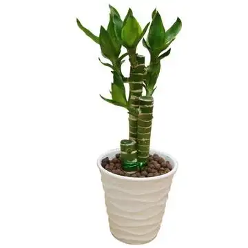 步步高竹子盆栽l1230