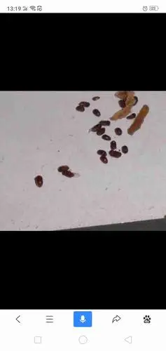 这种小虫子叫什么有毒吗?