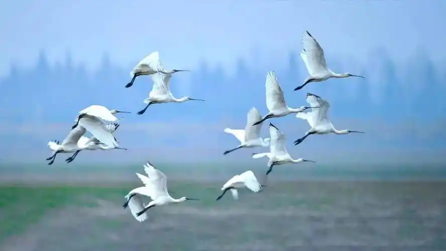 "影像中国摄影网"各群优秀作品展示:2020年11月份鸟群优秀作品_老麻雀