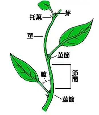 植物的茎是指哪个部位