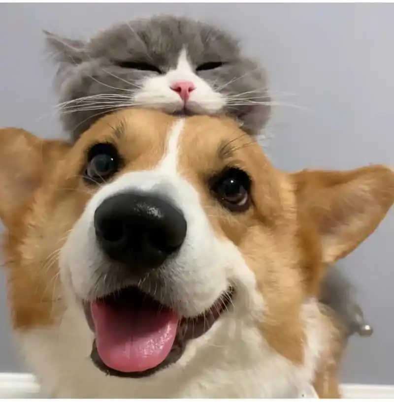 可爱猫狗合照