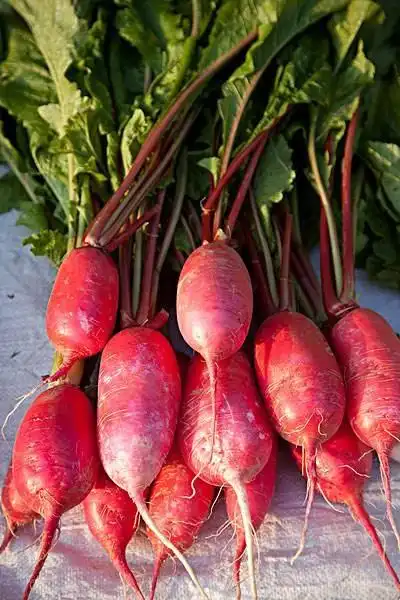 红辣萝卜5分每斤