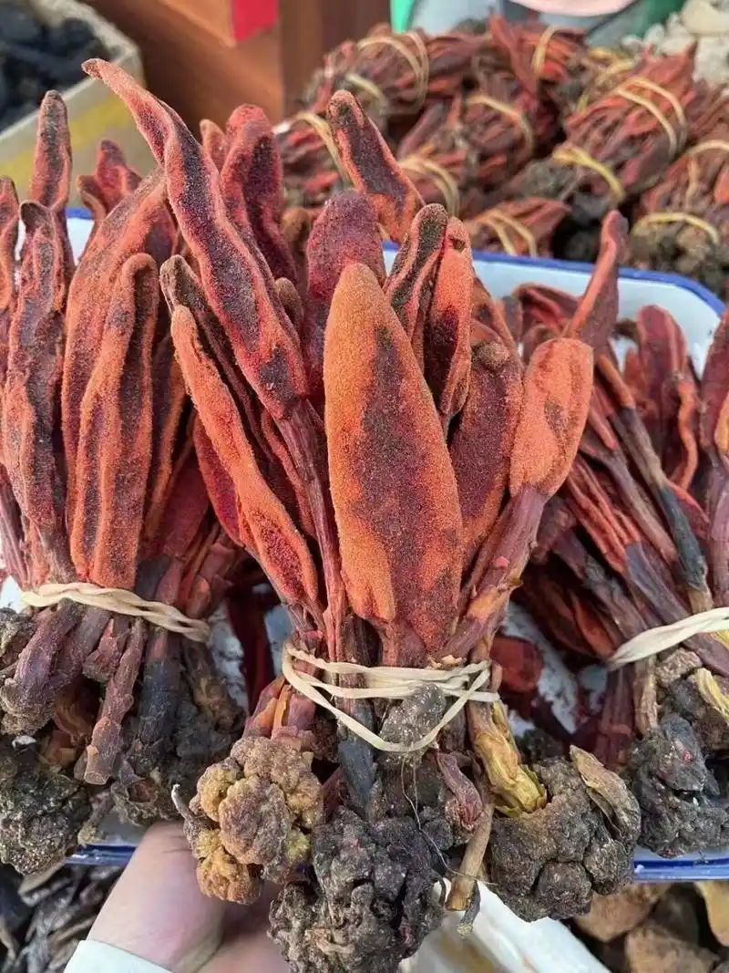 【回春草】又被称作"顶天柱"回春草作为一种中草药,有很高的药用价值