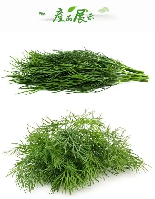 莳萝和茴香的区别 三种人不宜吃茴香菜