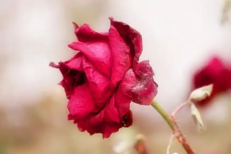 枯萎的月季花首发