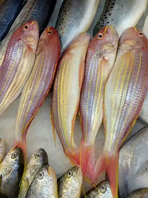 纯野生金线鱼,可以清蒸,红烧,干烧,非常好吃,味道鲜美,每条七八两,一