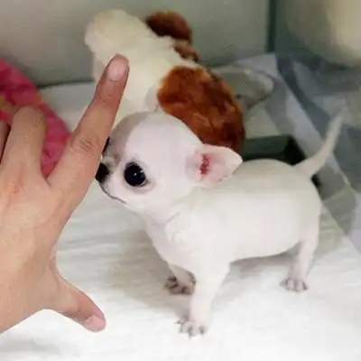 纯种吉娃娃幼犬出售狗场直销吉娃娃犬小型犬茶杯犬吉娃娃狗狗