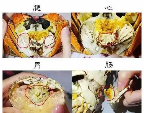 蟹不能吃的4个部分蟹腮,蟹肠,蟹心,蟹胃