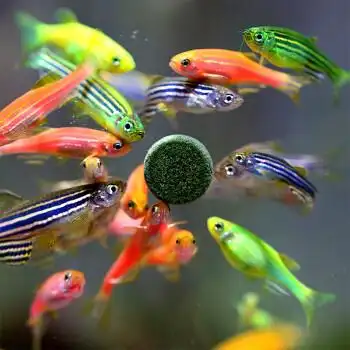 鱼多趣  斑马鱼活体小型热带观赏鼠鱼群游好养淡水孔雀神仙金鱼苗红