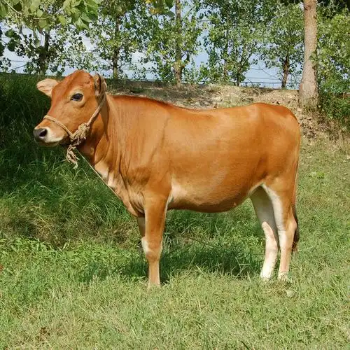 和一农林供应黄牛散养黄牛优质黄牛肉质鲜嫩