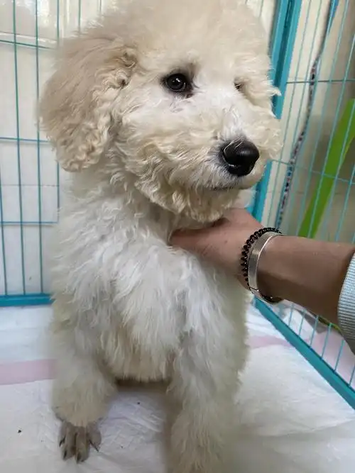 香槟色巨贵犬小偿领养