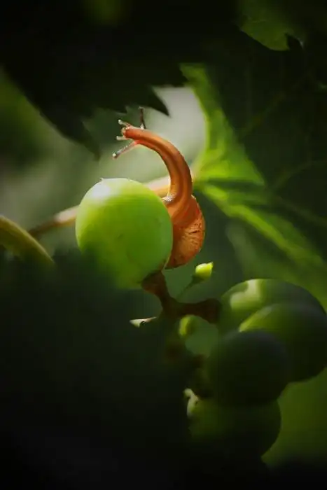 蜗牛与葡萄