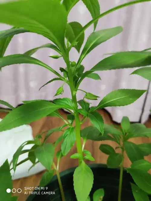 凤仙花的成长日记