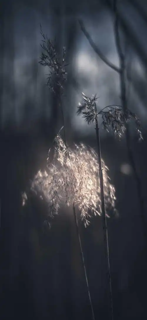 有没有好看的冷淡风或者比较惊艳的全面屏壁纸?