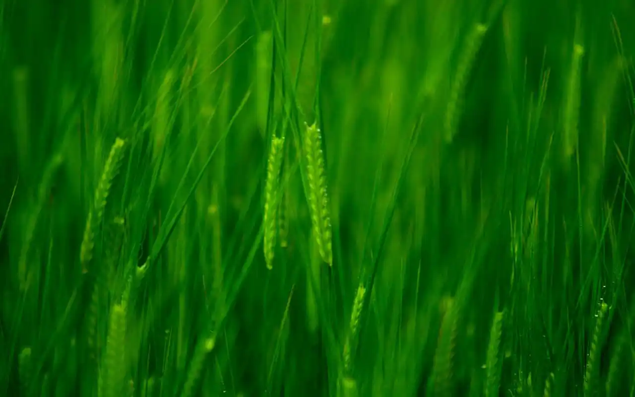 清新绿色麦穗护眼高清桌面壁纸下载