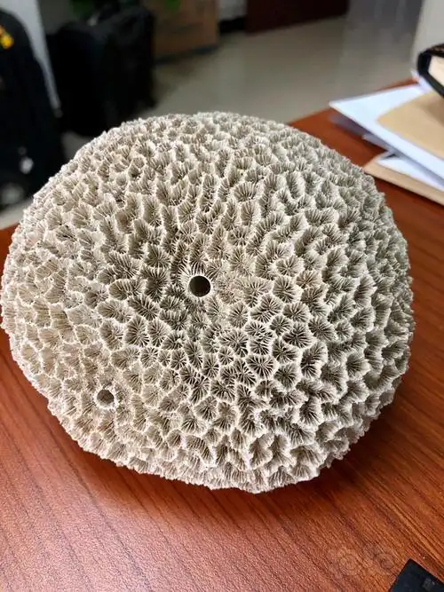 这块珊瑚石如何