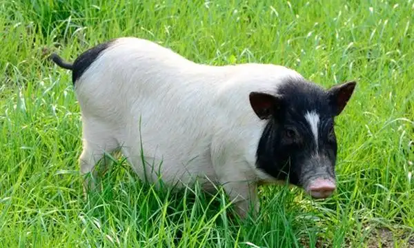 安远小巴香猪--做最好吃的猪肉