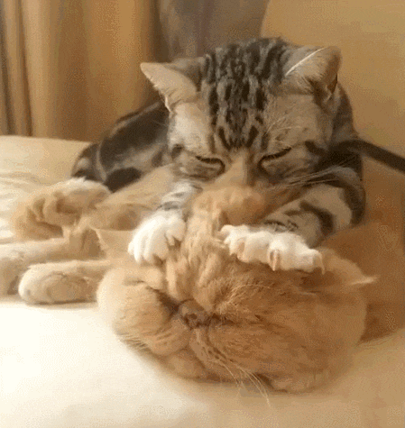 万万没想到,有一天居然能用「表情包」来……学习?