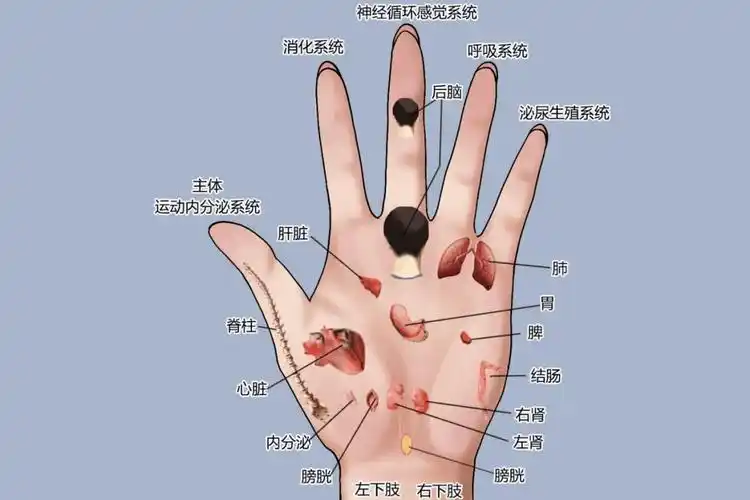 手掌_大拇指_食指