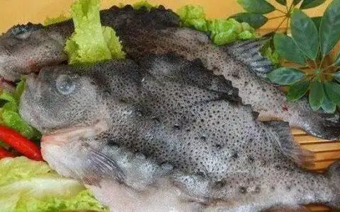 海参斑的做法,海参斑鱼的做法