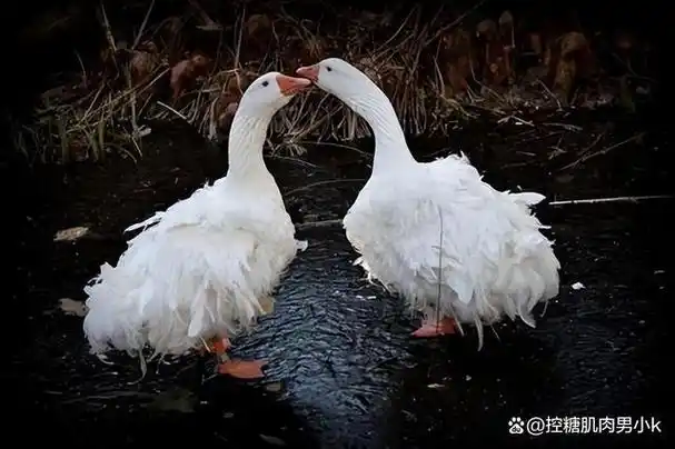 鹅是一种喜冷的禽类,对环境和饲料的要求都比较高,养殖鹅需要提供适宜