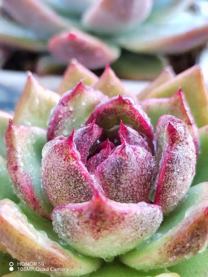 #多肉 .黑水晶玫瑰.#爱生活爱养花 #一花一草一世界 #愿 - 抖音