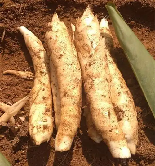 新鲜自种冬粉薯吉芩薯冬笋薯竹根薯原生态食品农家煲汤1斤装