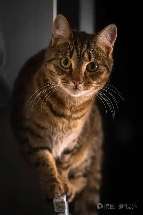 一只年轻的猫的肖像