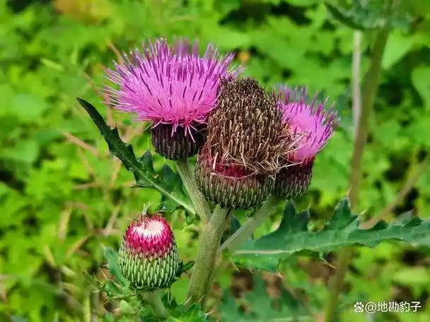 大蓟是一种止血良药,三国时期的庞统因战中伤用它止血