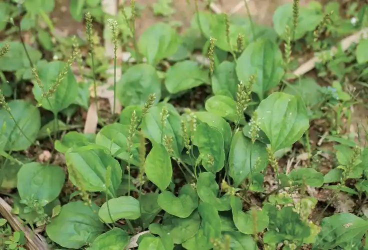 车前子-中国中草药-医学