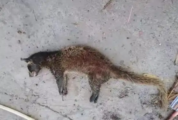 疫情严峻,这些人还在捕食野味,从重严惩!