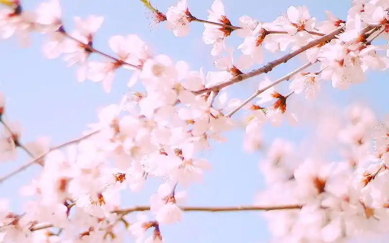 三月初春桃花唯美高清桌面壁纸