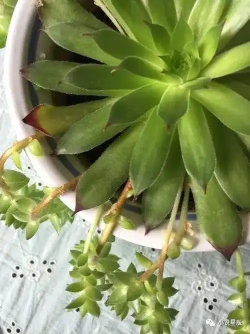 观音莲怎么养才能长势旺盛,侧芽更多