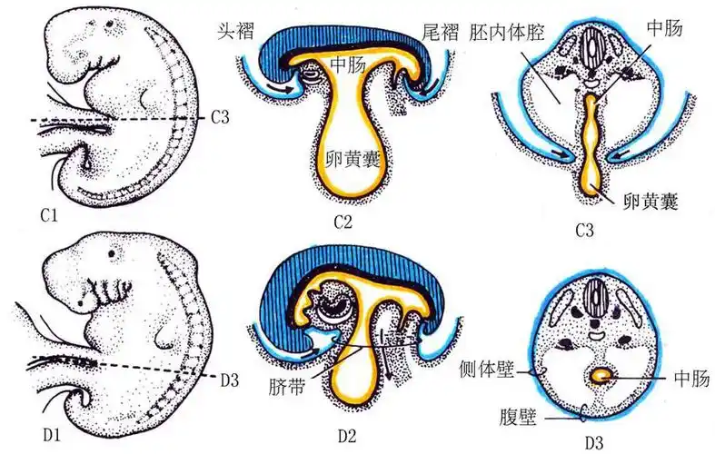 胚层分化模式图(四)胚体外形的建立由于胚体各部生长速度不一样,胚盘