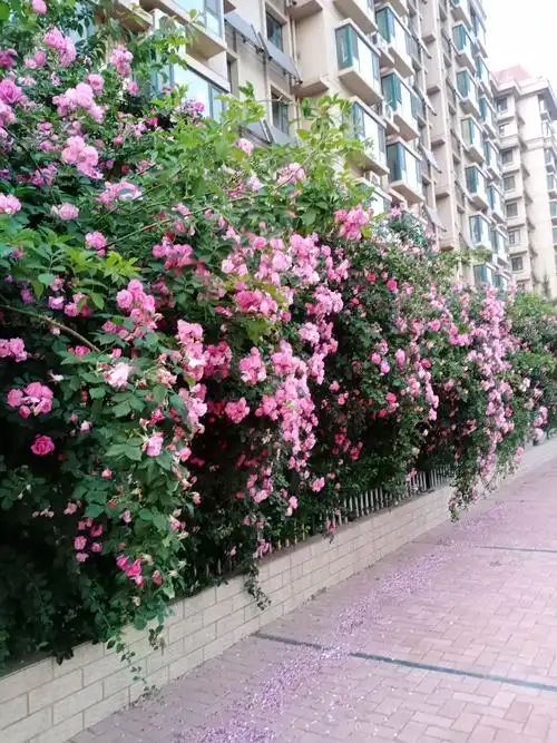 南环路枫香湖畔南门西侧院墙蔷薇.