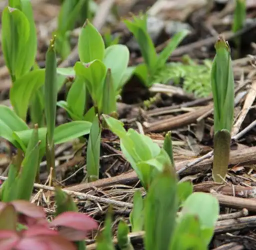 云南香格里拉野生竹叶菜 野菜 野生菜长柱鹿药草 雪山竹叶菜500克
