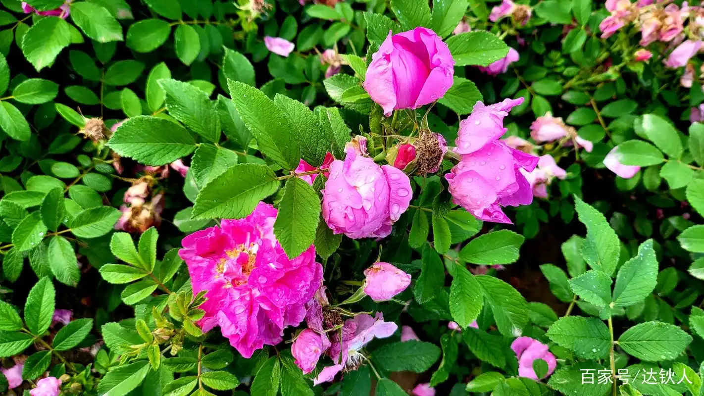 雨后惊艳的兰州市花苦水玫瑰之一