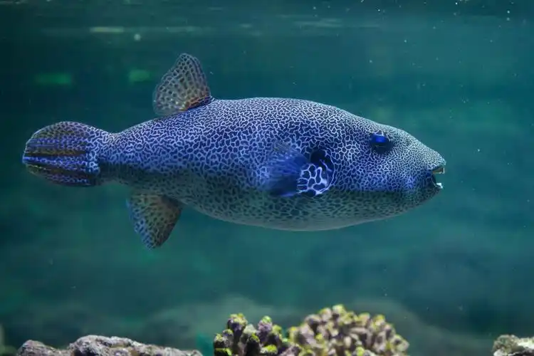 河豚图片_河豚图片大全_全景图片