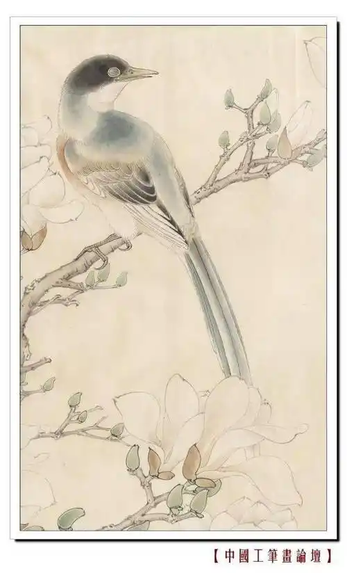 李晓明工笔《灰喜鹊设色步骤》(含详细文字解析)!