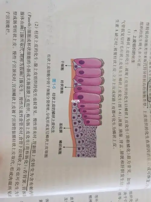 一直没有明白,上皮组织包括被覆上皮和腺上皮,那鳞状上皮和柱状上皮是