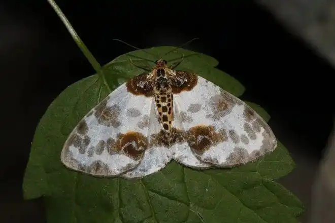 丝棉木金星尺蛾.