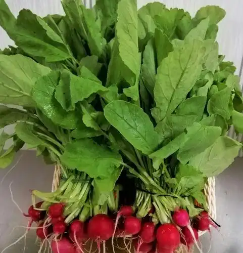 春季宜食商品小萝卜菜:鲜嫩脆爽