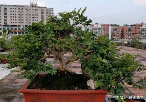 嘉宝果盆景修剪养护有困难?学会这四个办法,不仅叶绿还花果相依