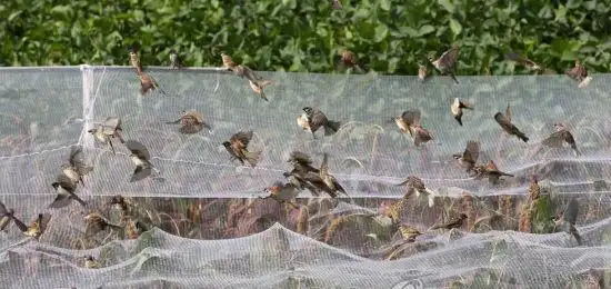 韩国农民给庄稼布下天罗地网防麻雀组图