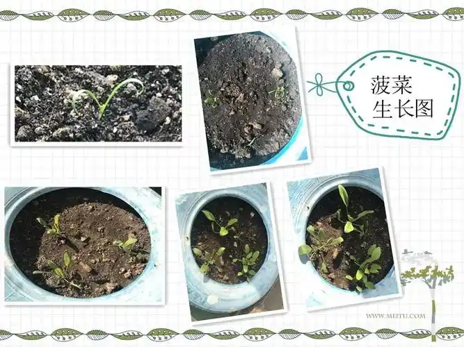 "大力水手"菠菜成长记——中二班课程故事