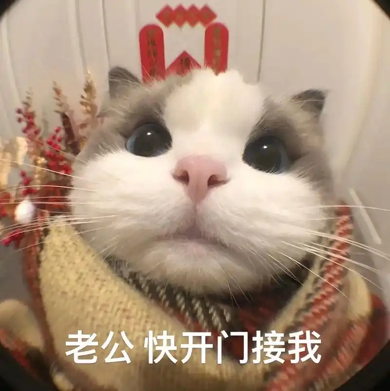 宝宝开门 系我呀.#发给对象表情包 #猫咪表情包 #欢迎取图 - 抖音
