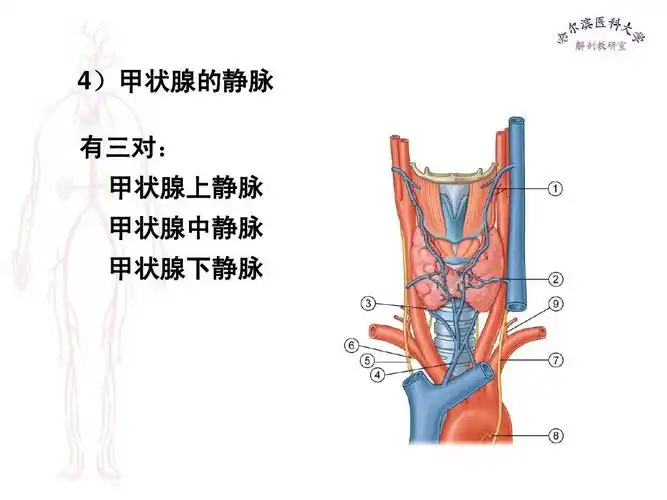 4)甲状腺的静脉 有三对: 甲状 腺上静脉 甲状腺中静脉 甲状腺下静脉