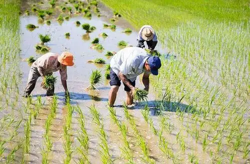 农民伯伯   田野里,农民伯伯顶着火辣辣的太阳
