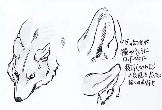 画狼的要点是,即使耳朵的方向改变,根部的位置也几乎没有改变.